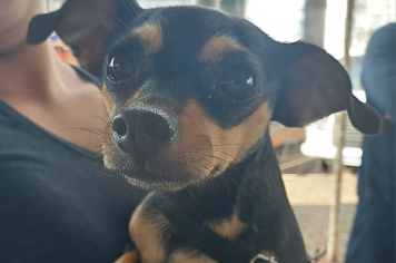 Castração de fêmeas aconteceu no sábado