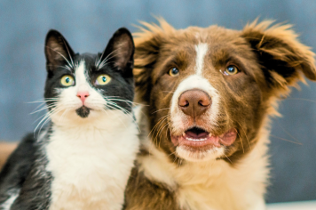 Castração de fêmeas acontece amanhã